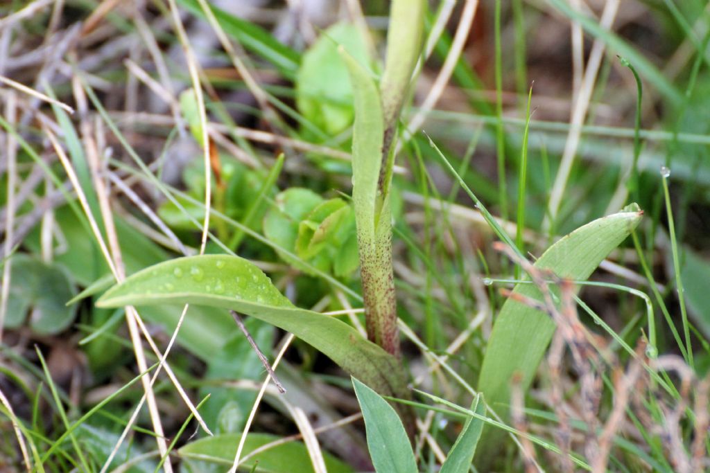 Orchis mascula ssp. speciosa?